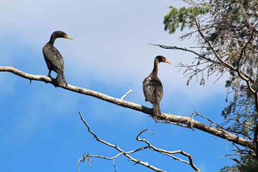 Two Cormorants in a tree against a blue sky.