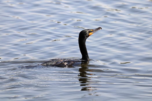 Closeup of a Cromorant swimming in water.
