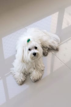 maltes dog breed white animal pet