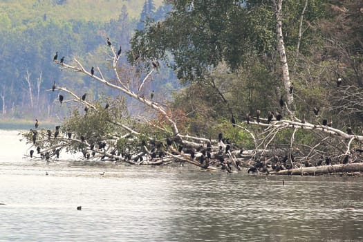 Cormorant birds roosting on a fallen tree over water.