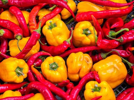 Vegetable harvest of red and yellow peppers. Sweet and hot peppers. Agricultural product. Farming business. Healthy eating. Vegetarian food. Shop window. Vegetable salad products.