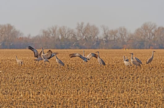 Sandhill Cranes Displaying in the Fields near Kearney, Nebraska