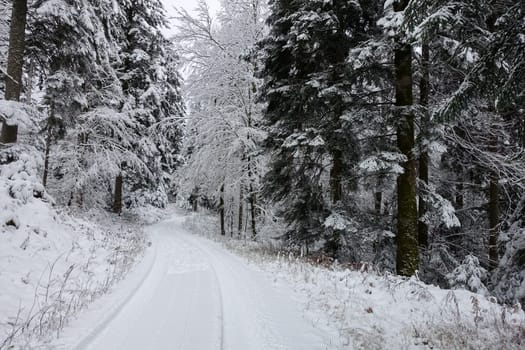 black forest in winter with forest path