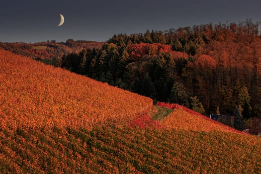 Weinreben im Herbst mit Mond