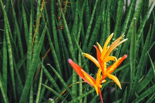 Tropical Flower Heliconia. tropical leaves colorful flower on dark tropical foliage nature background dark green foliage nature