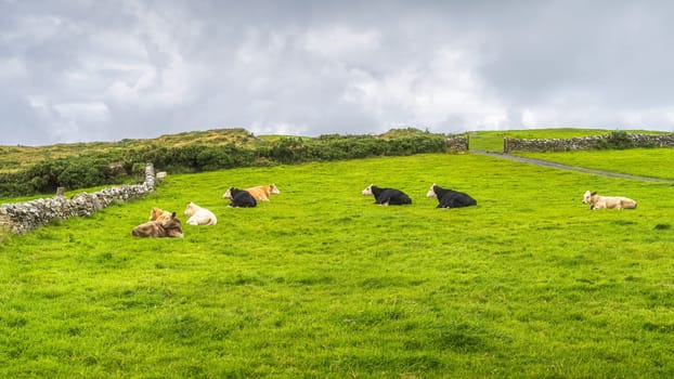 Herd of cows or cattle resting on fresh green field or pasture in Cliffs of Moher, Wild Atlantic Way, County Clare, Ireland