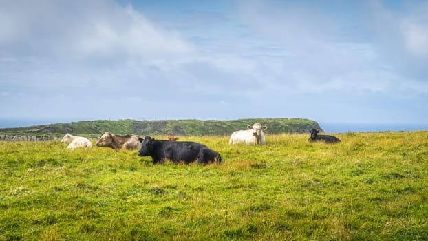Herd of cows or cattle grazing on fresh green field or pasture in Cliffs of Moher, Wild Atlantic Way, County Clare, Ireland