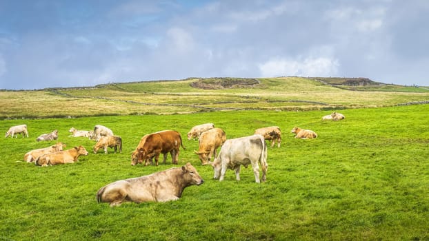 Herd of cows or cattle grazing on fresh green field or pasture in Cliffs of Moher, Wild Atlantic Way, County Clare, Ireland