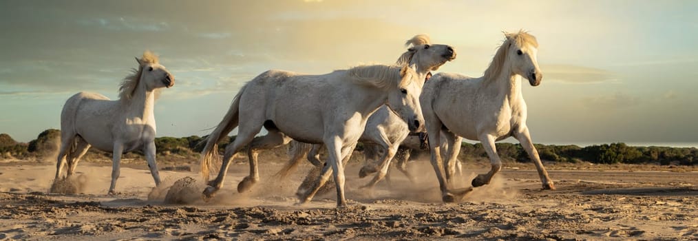 Herd of white horses running through the water. Image taken in Camargue, France.