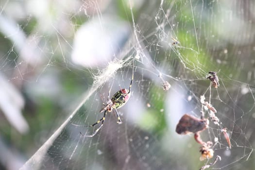 Closeup view with selective focus on a giant Spider and spider webs with blurred green jungle background