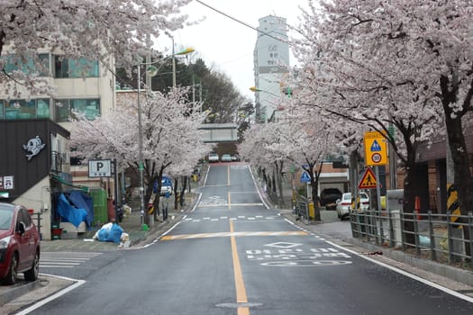 White cherry blossom in garden. Trees with white cherry flowers with lovely scenic view