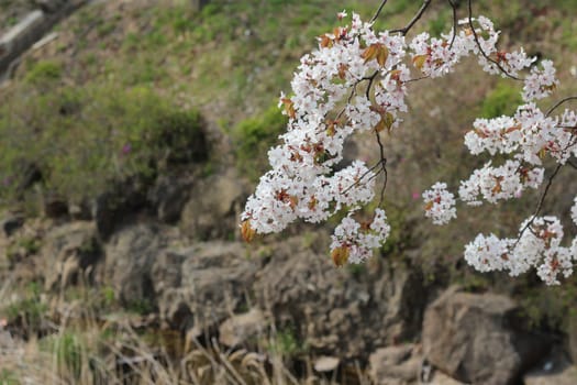 Blossoming white cherry flowers in spring time with green leaves