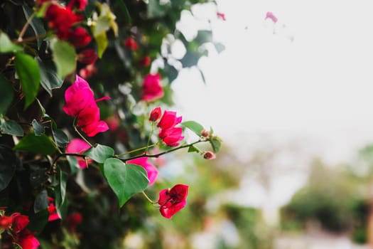 Beautiful bush of pink flowers on an arch. High quality photo