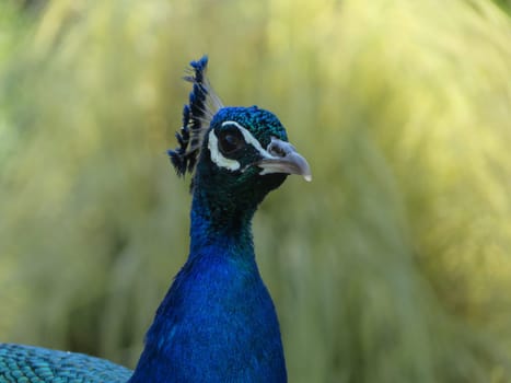 beautiful peacock of fantastic bright colors of long feathers