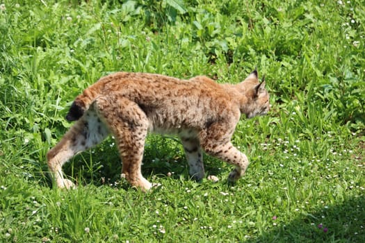 beautiful feline lynx silent stealthy fangs claws