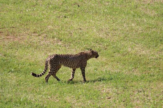 beautiful cheetah fast dangerous wild stealth carnivorous hunter