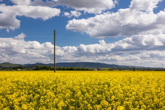 rapeseed field in summer