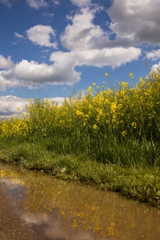 rape field with reflection in the water