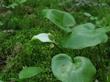 flower marsh calla close to, aquatic plant