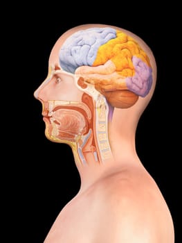 Brain and spinal cord anatomy - cross section, black background, 3d render, illustration