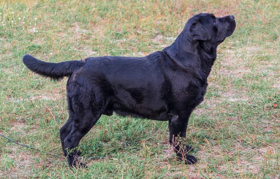 Rack of a black service dog labrador. Labrador breed. Black animal fur. Pets in nature. Dog training. Walking a pet. Look in obekiv. Background image. Training.