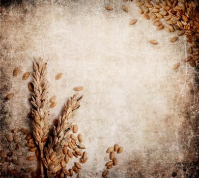 Wheat ears on grungy textured background
