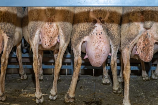 sheep milking session on the farm in the south of France