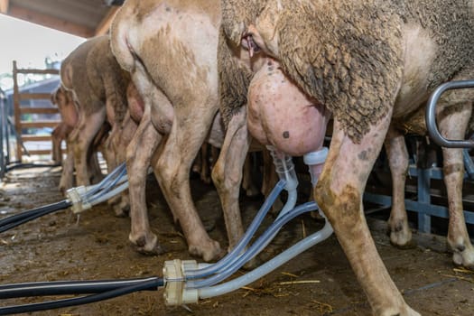 sheep milking session on the farm in the south of France