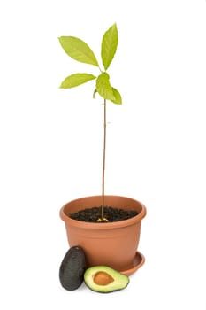 Avocado plants, whole avocado and half isolated on white