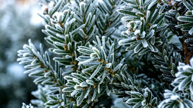 A close up of the leaves of a frozen plant on a winters day