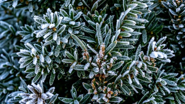 A close up of the leaves of a frozen plant on a winters day