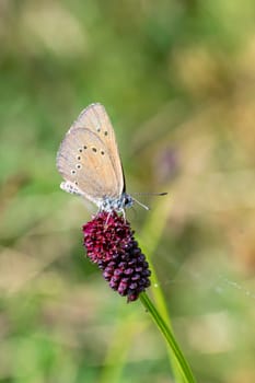 Side shot of an silver studded blue Plebejus argus butterfly on a red flower in the sunshine