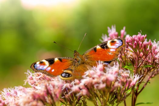 peacock butterfly Aglais io butterfly a pink flower in the sunshine