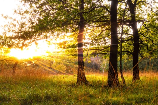 Rays of sunlight in a green forest