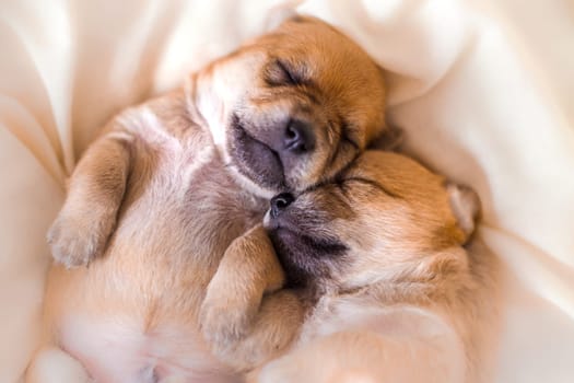 Newborn puppies in sweet dreams sleeping together