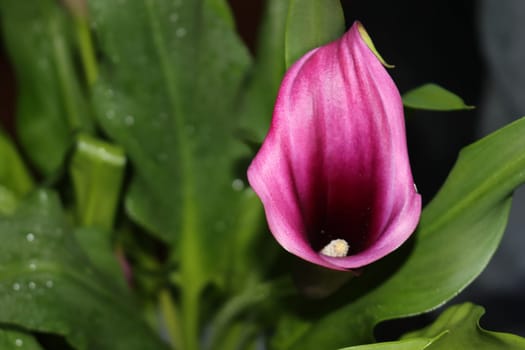 beautiful cove purple flower amazing natural green color