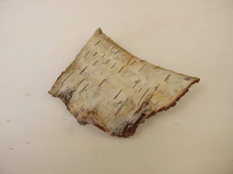 Birch bark - bark pieces from birch tree