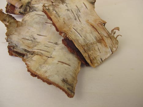 Birch bark - bark pieces from birch tree