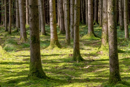 Moss-covered forest floor between spruce tree trunks in the sunshine and shade