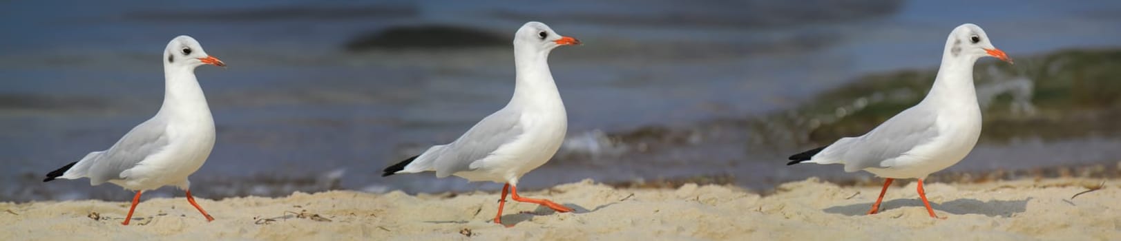A black-headed gull on the Baltic Sea. Black-headed gulls are a smaller species of gull, they don't get that big.