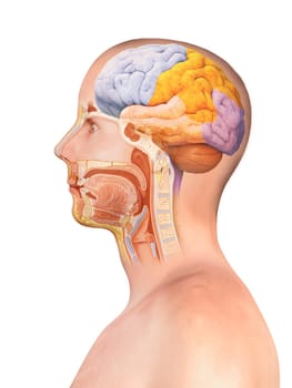 Brain and spinal cord anatomy - cross section, black background, 3d render, illustration
