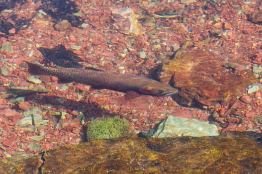 Cutthroat Trout in a Mountain Stream in Rose Creek in Glacier National Park in Montana