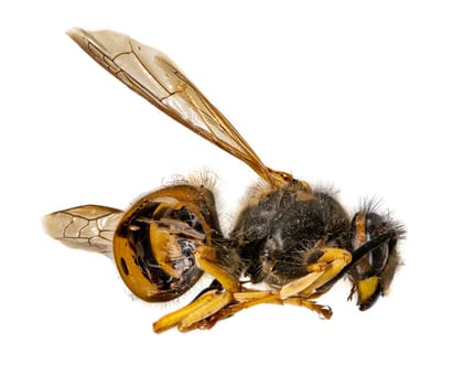 Dead wasp lies curled up on its side with its rump open isolated on white