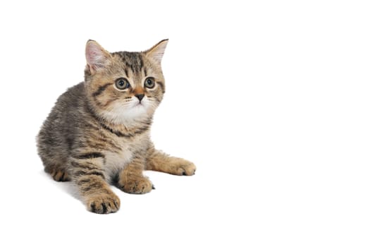 A gray striped purebred kitten lies on a white isolated background. High quality photo