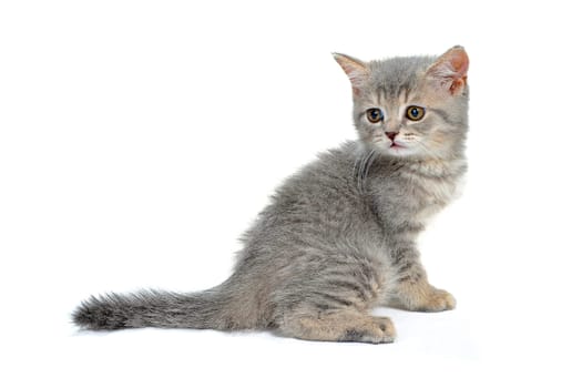 A gray purebred kitten sits on a white isolated background. High quality photo
