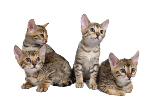 Four striped purebred kittens are sitting on a white isolated background. High quality photo