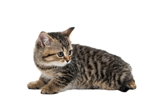 tabby purebred kitten sits on a white isolated background. High quality photo