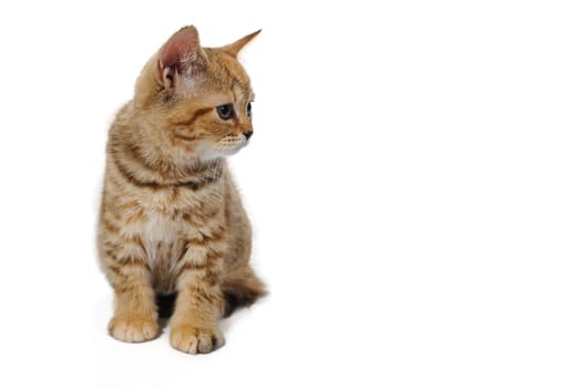 ginger striped purebred cat sitting on white isolated background. High quality photo