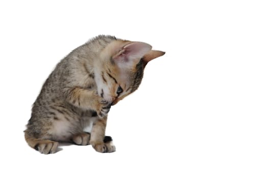tabby purebred kitten sits on a white isolated background. High quality photo