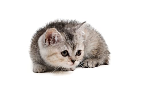 tabby purebred kitten sits on a white isolated background. High quality photo